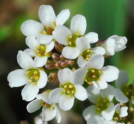 Draba_brachycarpa_corollas.jpg