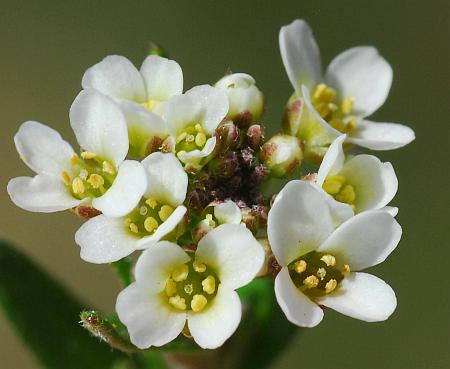 Draba_brachycarpa_flowers.jpg