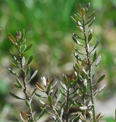 Draba_brachycarpa_fruits.jpg