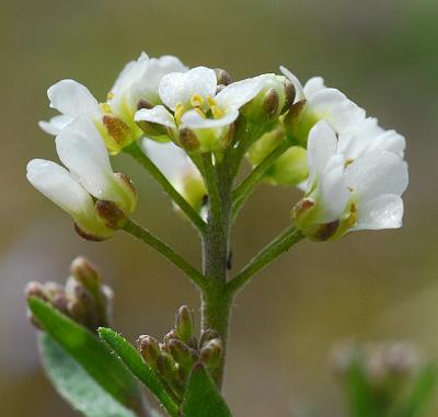 Draba_brachycarpa_inflorescence.jpg