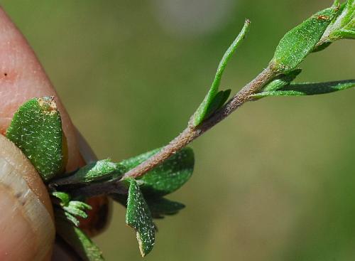 Draba_brachycarpa_leaves.jpg