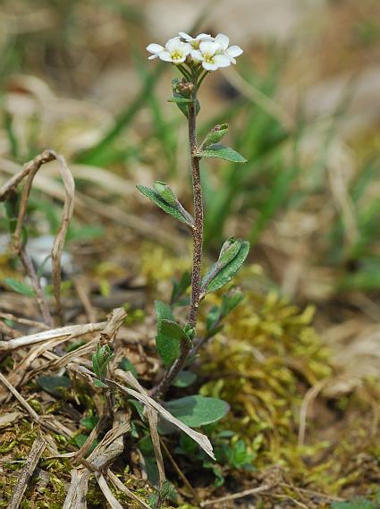 Draba_brachycarpa_plant.jpg