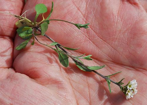 Draba_brachycarpa_scale.jpg