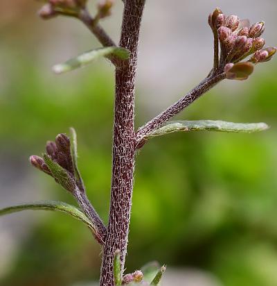 Draba_brachycarpa_stem.jpg