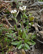 Draba brachycarpa thumbnail