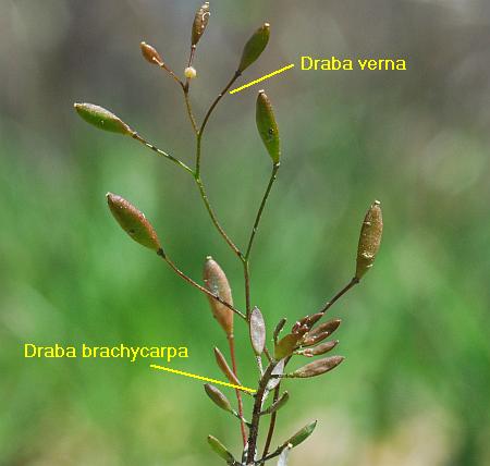 Draba_brachycarpa_vsverna.jpg