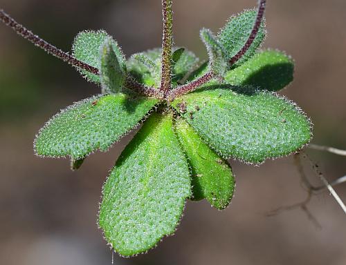 Draba_cuneifolia_basal1.jpg