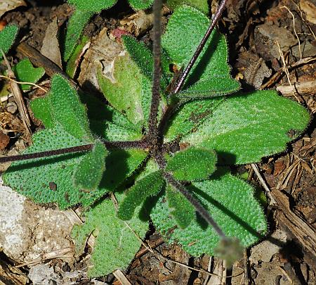 Draba_cuneifolia_basal2.jpg