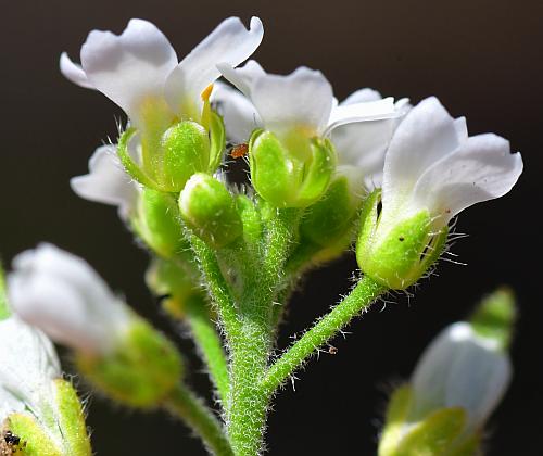 Draba_cuneifolia_calyx.jpg