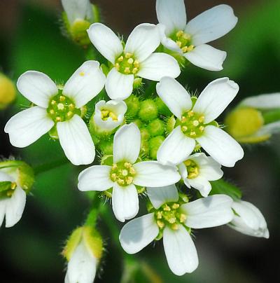 Draba_cuneifolia_corollas.jpg