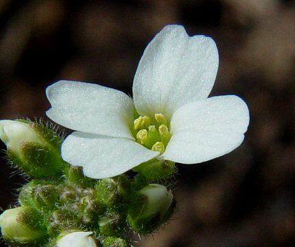 Draba_cuneifolia_flower.jpg