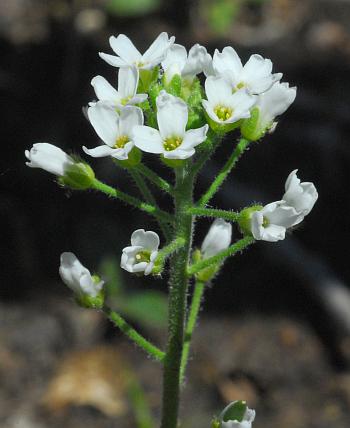 Draba_cuneifolia_inflorescence.jpg