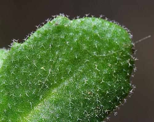 Draba_cuneifolia_leaf1.jpg