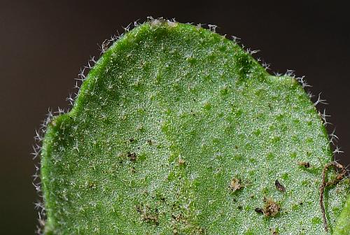 Draba_cuneifolia_leaf2.jpg