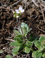 Draba cuneifolia thumbnail