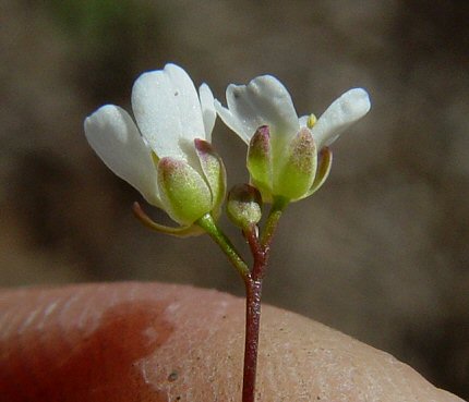 Draba_reptans_calyx.jpg