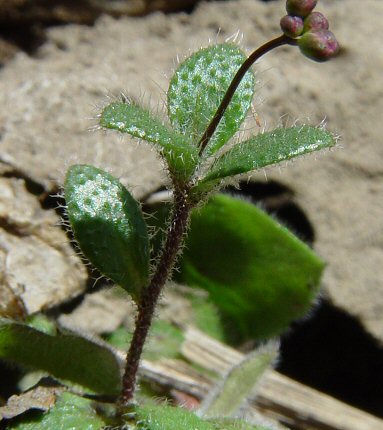 Draba_reptans_cauline_leaves.jpg