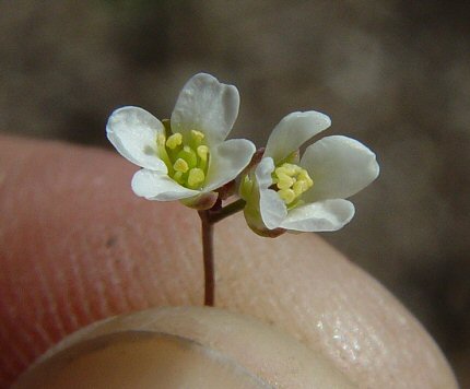 Draba_reptans_flowers.jpg