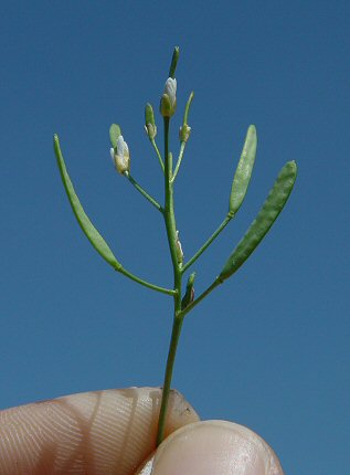 Draba_reptans_fruits2.jpg