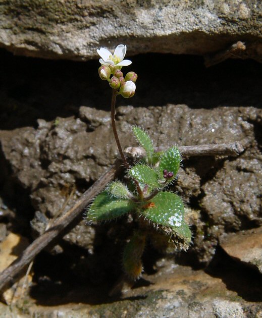 Draba_reptans_plant.jpg