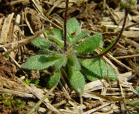 Draba_verna_basal_leaves.jpg