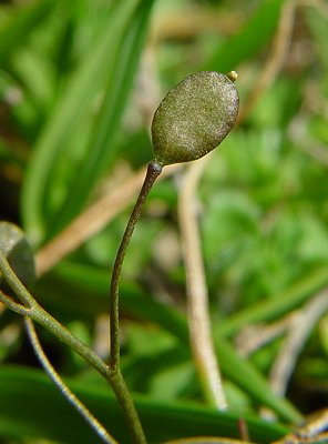 Draba_verna_fruit.jpg