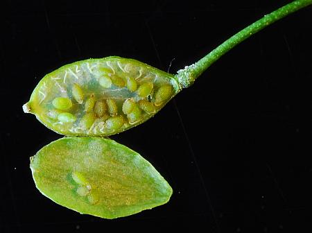 Draba_verna_fruit2.jpg