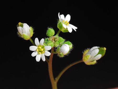 Draba_verna_inflorescence.jpg