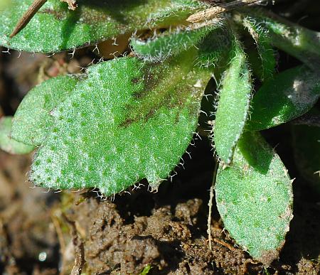 Draba_verna_leaf1.jpg