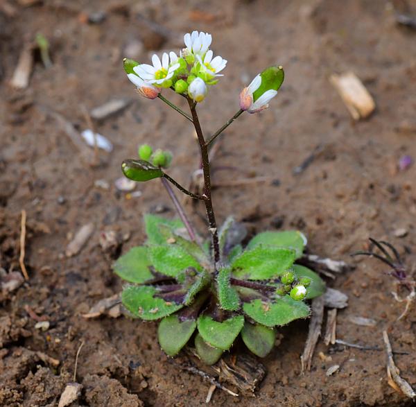 Draba_verna_plant.jpg