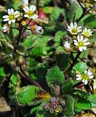 Draba verna thumbnail