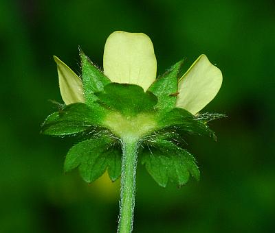 Duchesnea_indica_calyx.jpg