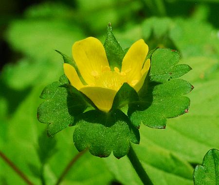 Duchesnea_indica_flower.jpg