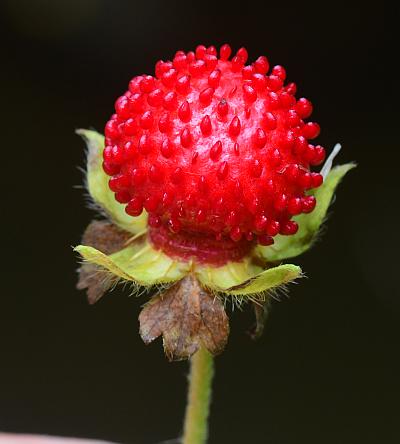 Duchesnea_indica_fruit.jpg