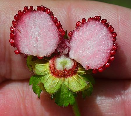 Duchesnea_indica_fruit2.jpg