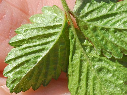 Duchesnea_indica_leaf2.jpg