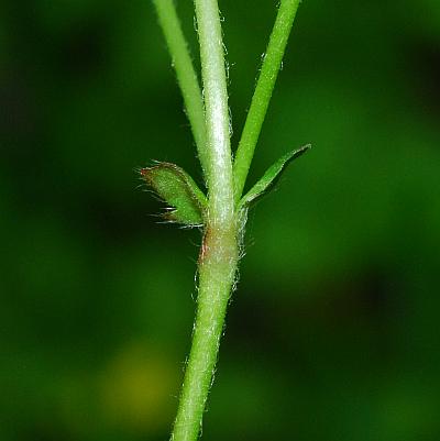 Duchesnea_indica_stem.jpg