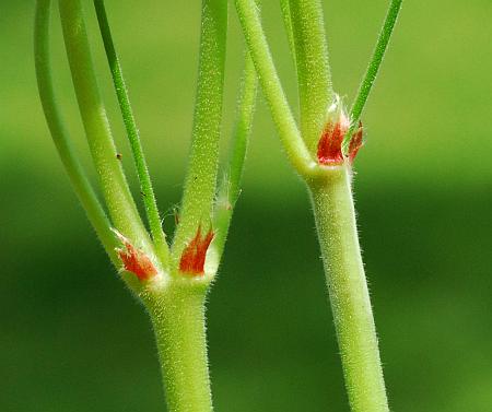 Duchesnea_indica_stipules.jpg