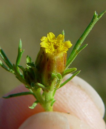 Dyssodia_papposa_flowers.jpg