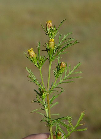 Dyssodia_papposa_inflorescence.jpg