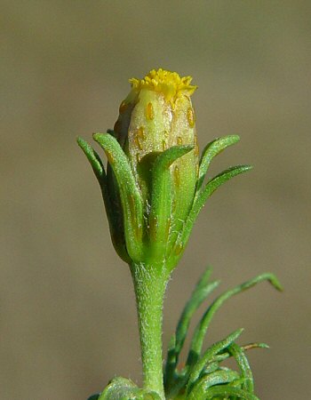 Dyssodia_papposa_involucre.jpg