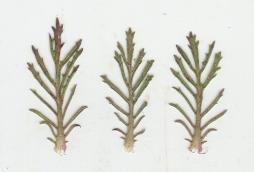 Dyssodia_papposa_leaves.jpg