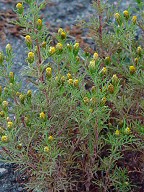 Dyssodia papposa thumbnail