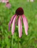 Echinacea pallida thumbnail