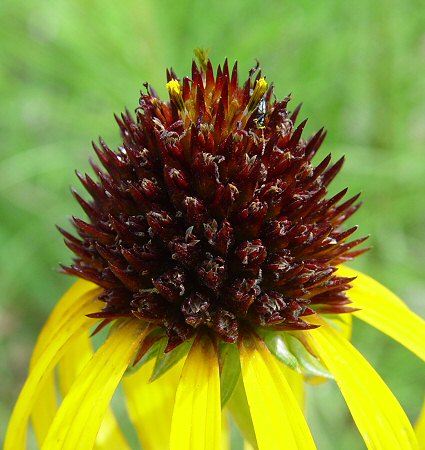 Echinacea_paradoxa_disk.jpg