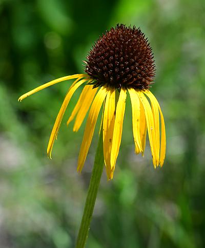 Echinacea_paradoxa_head.jpg