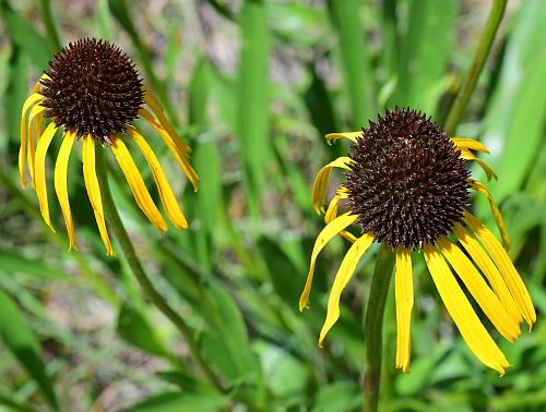 Echinacea_paradoxa_heads.jpg