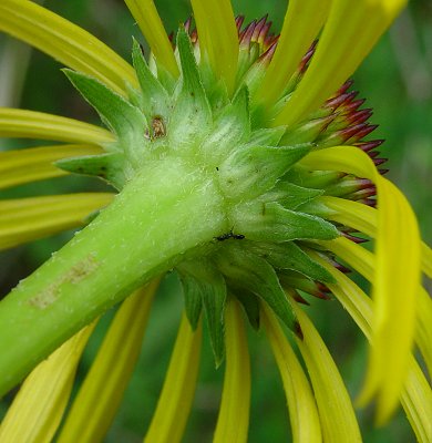 Echinacea_paradoxa_involucre.jpg