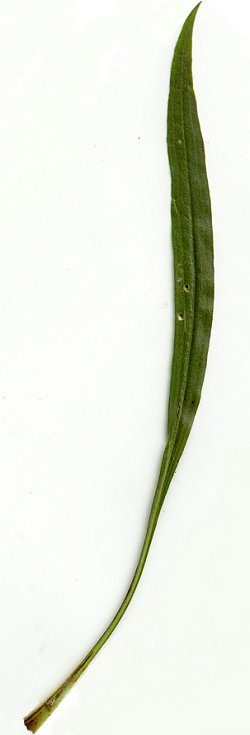 Echinacea_paradoxa_leaf.jpg