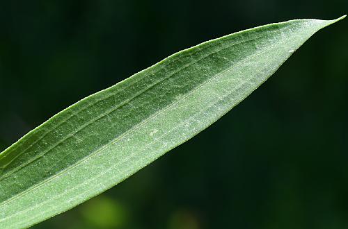 Echinacea_paradoxa_leaf1.jpg